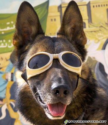 female avatar counter strike source avatar free avatars 0176-german-shepherd-pictures-web_edited