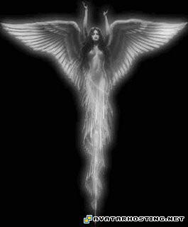 free image hosting gallery grasshoppers invertebrates free picture upload angel