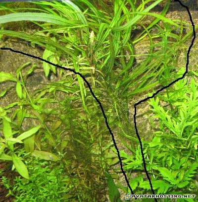 portrait artist avatar net affordable art plant