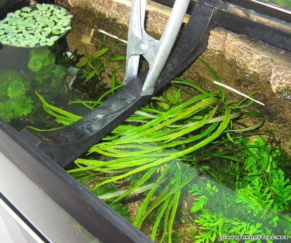 abstract paintings bosca photo album avatar press plant2