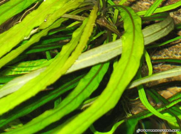 tv com avatar image hosting com trading assistant plant3