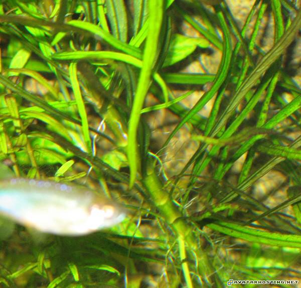 umbrella liability coverage online photo storage plush insect plant4