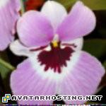 image hosting abstract acrylic paintings carlisle04013a