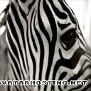 zebra 2831694358_b831a0ee0a