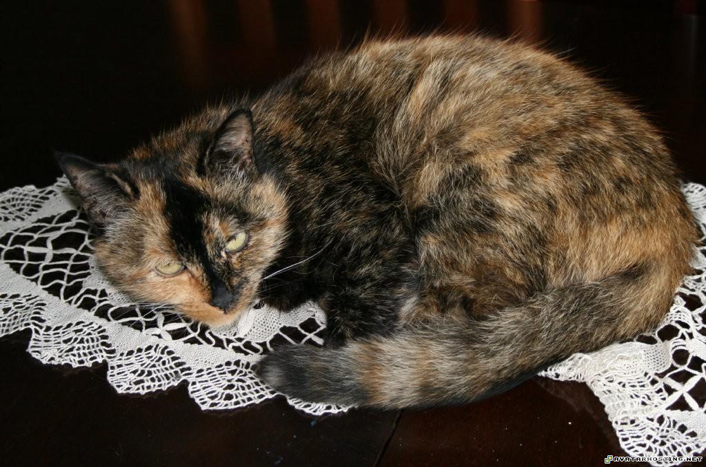 ladybugs habitats 100 x 100 avatar avatar costume movemeifyoudareA51