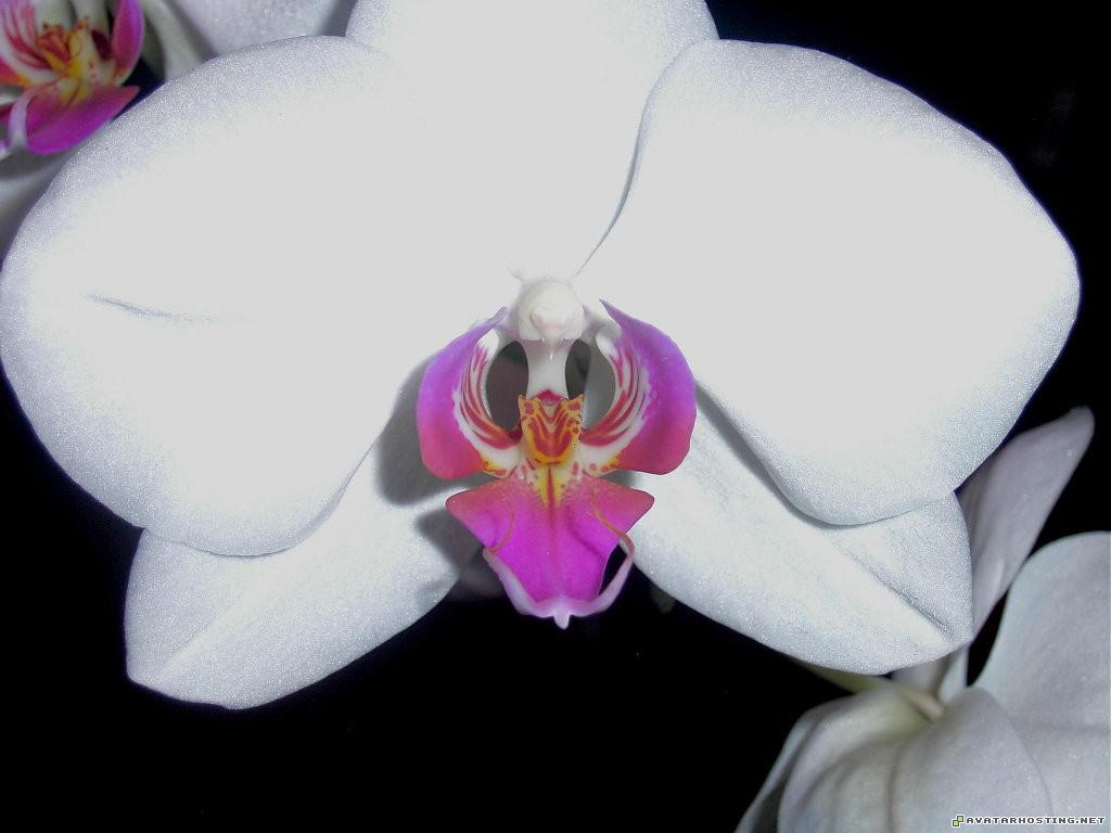 Beautiful Fowler dorito306