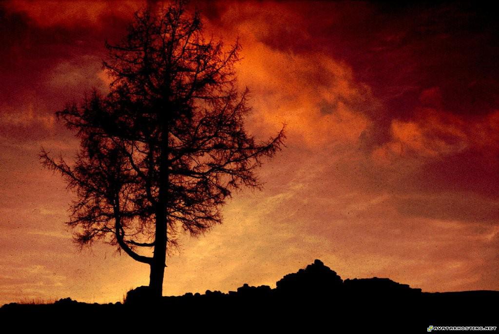 Sentinel Tree picture sentineltreeA51