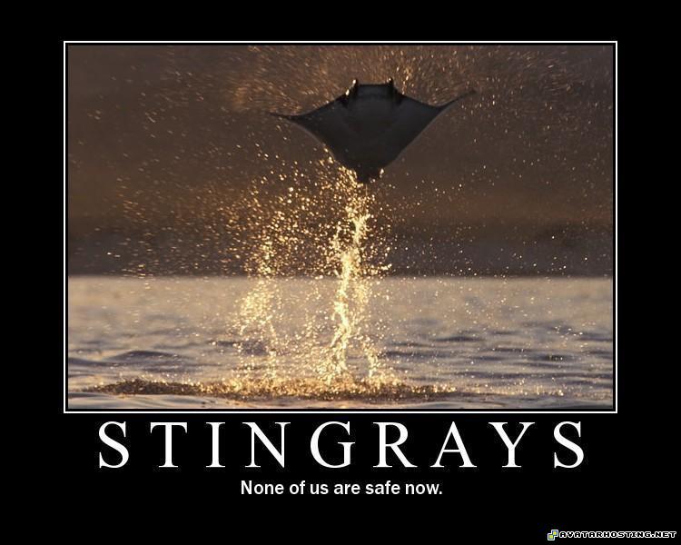 Sting Rays motivationalpostersstingraysflyingoutofthew1