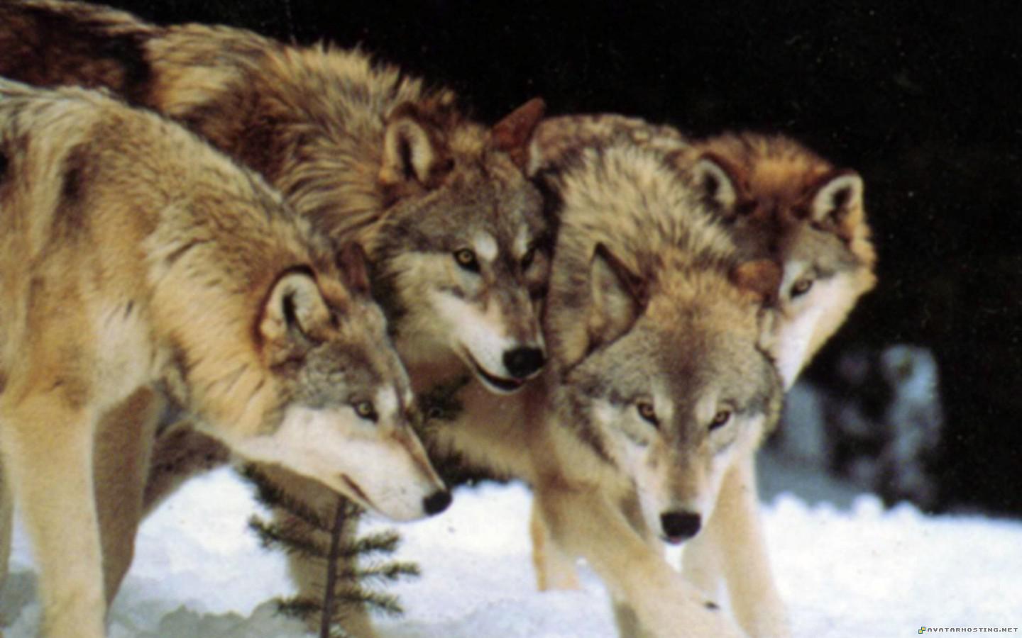 Wolves Wallpapers or picture 003 WolvesWallpapersorpicture_003