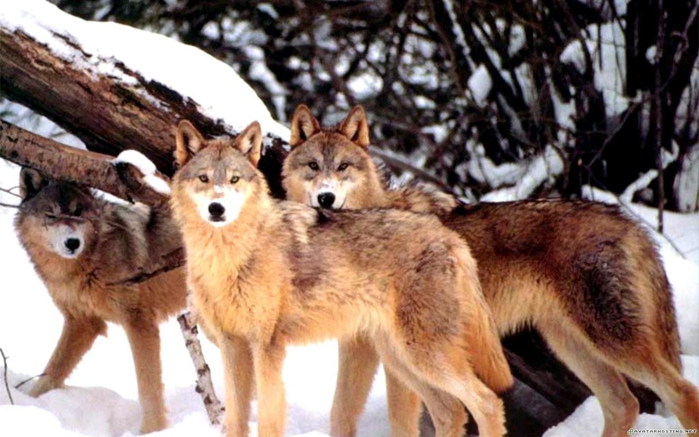 Wolves Wallpapers or picture 006 WolvesWallpapersorpicture_006