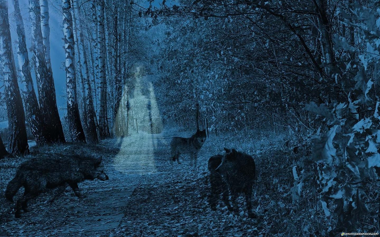 Wolves Wallpapers or picture 008 WolvesWallpapersorpicture_008