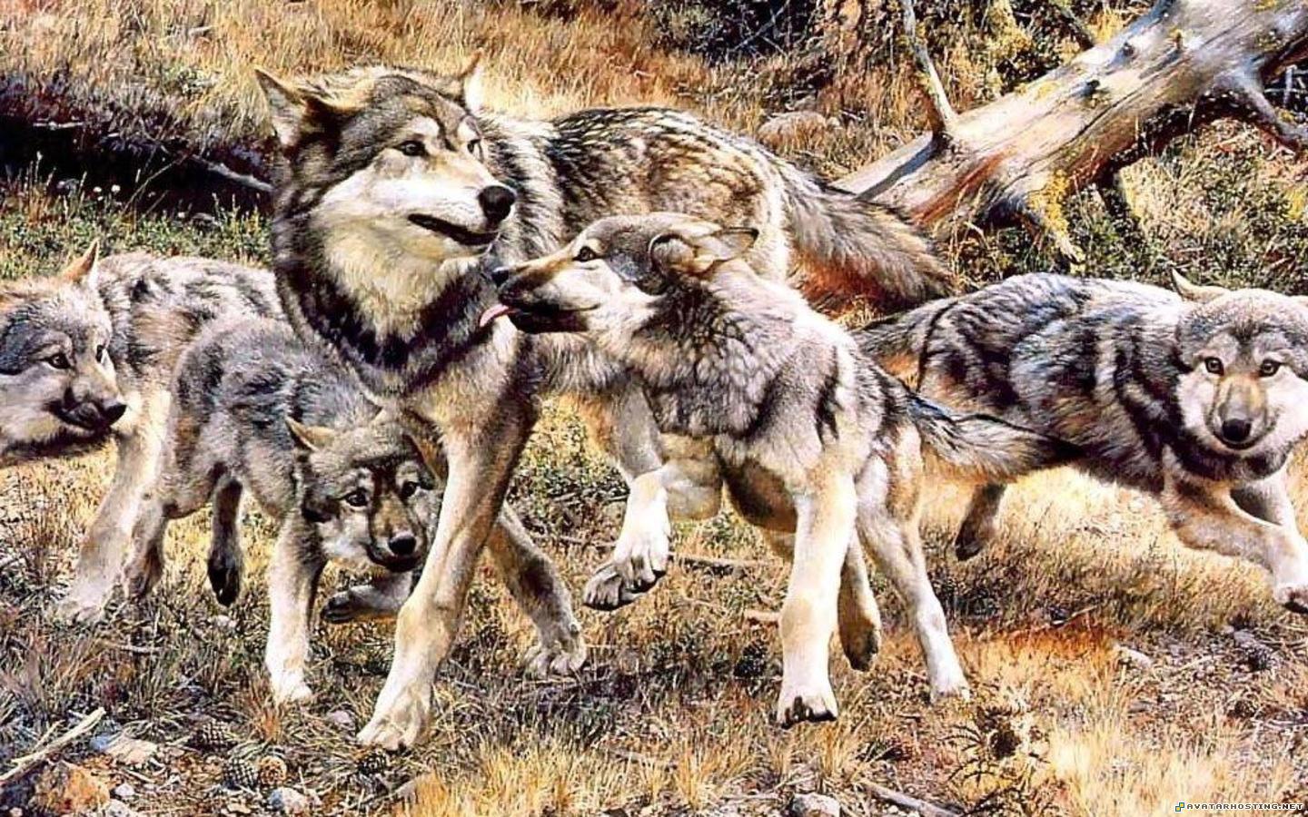 Wolves Wallpapers or picture 011 WolvesWallpapersorpicture_011