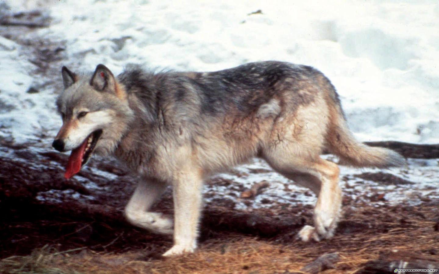 Wolves Wallpapers or picture 016 WolvesWallpapersorpicture_016