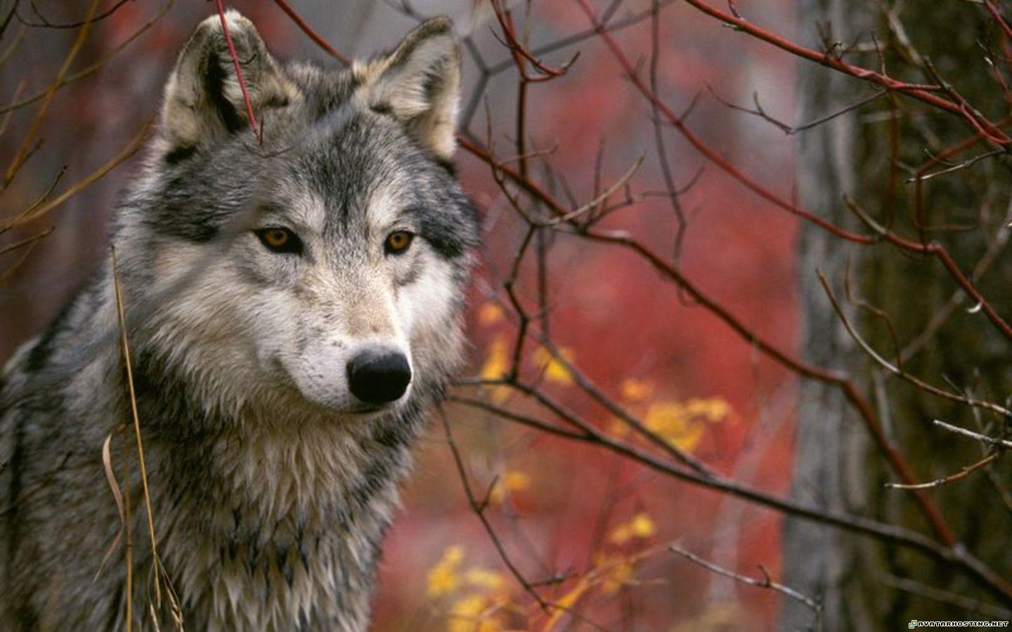 Wolves Wallpapers or picture 026 WolvesWallpapersorpicture_026