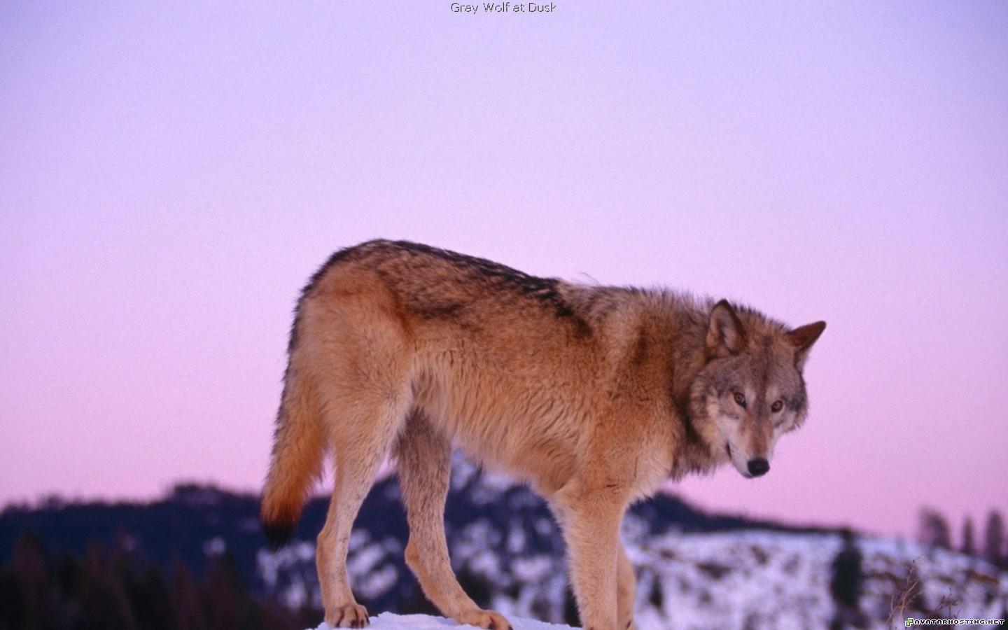 Wolves Wallpapers or picture 027 WolvesWallpapersorpicture_027