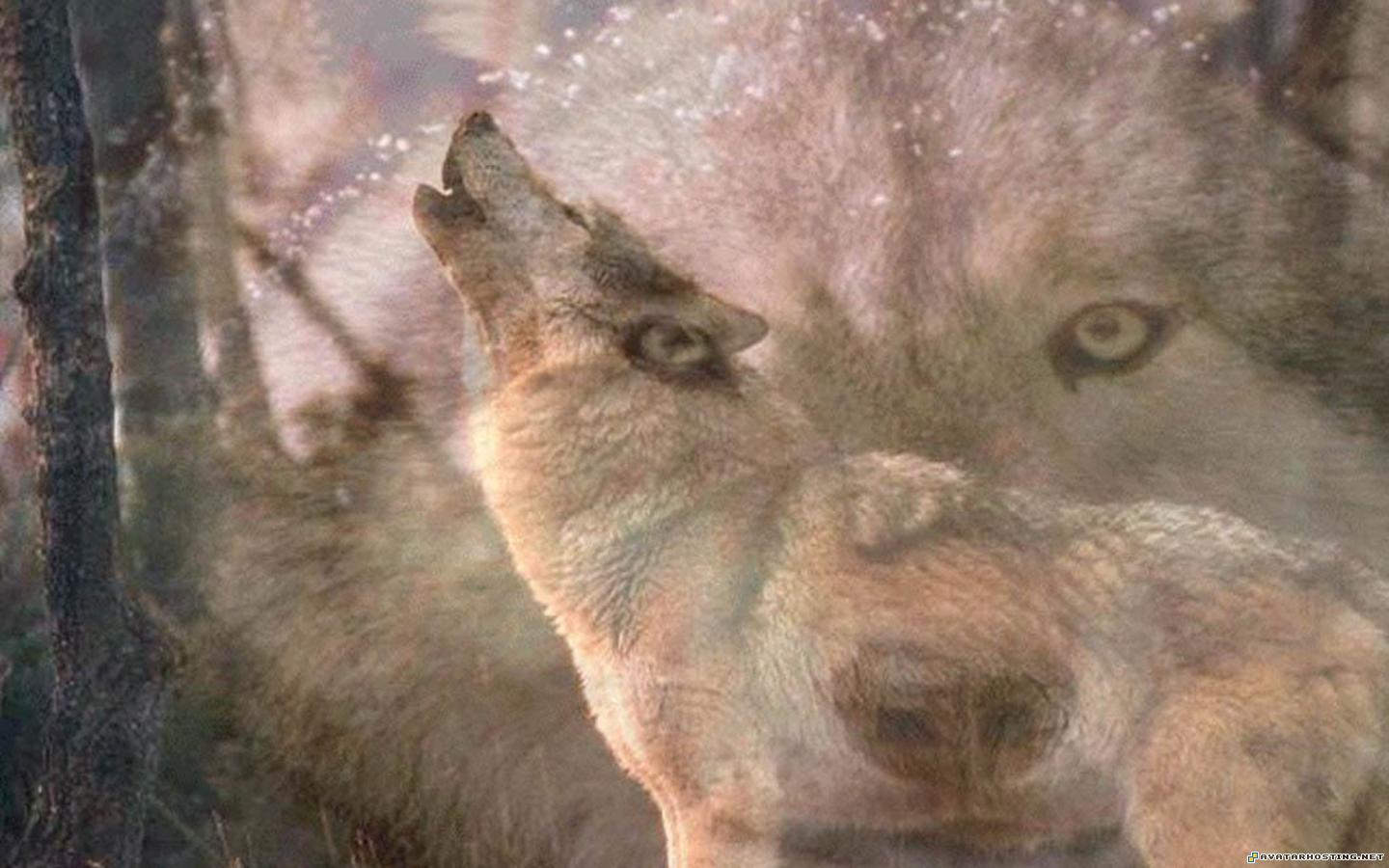 Wolves Wallpapers or picture 053 WolvesWallpapersorpicture_053