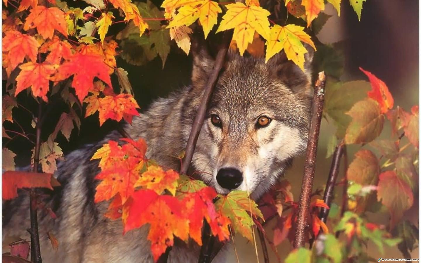 Wolves Wallpapers or picture 059 WolvesWallpapersorpicture_059