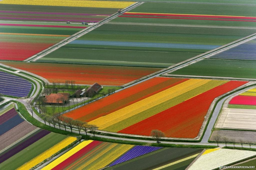 aerial view of tulip flower fields amsterdam the netherlands aerialviewoftulipflowerfieldsamsterdamthenetherlands