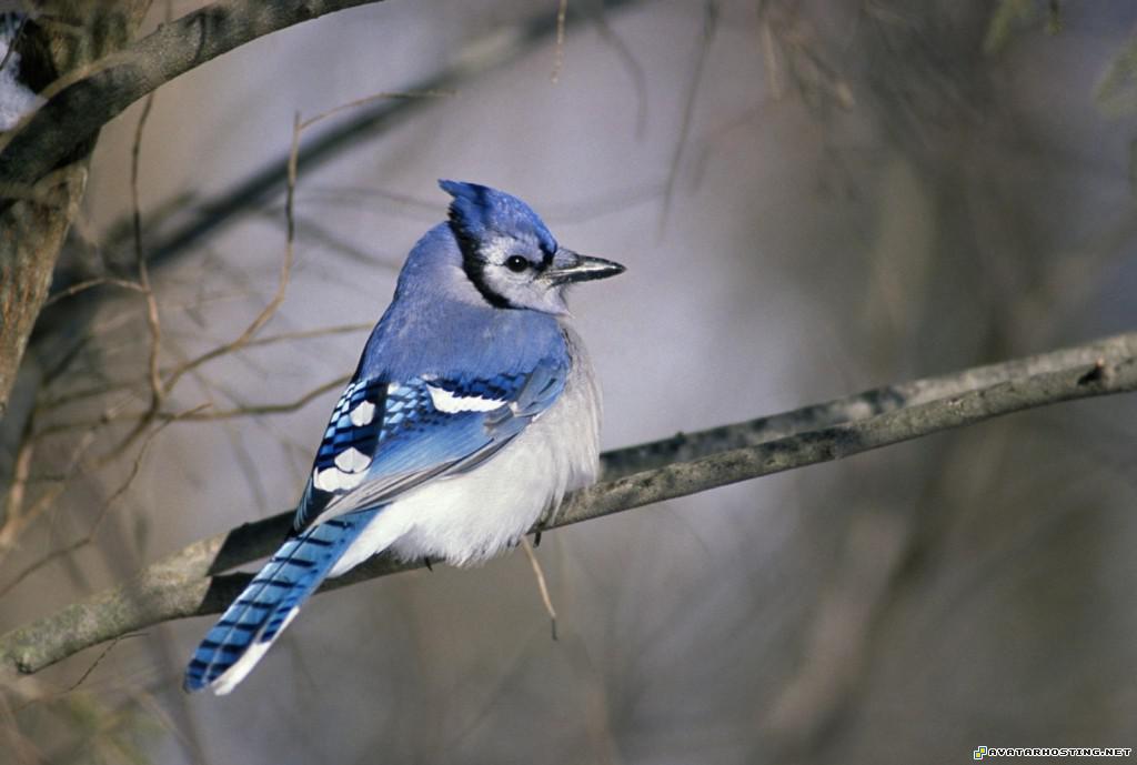 blue jay bluejay
