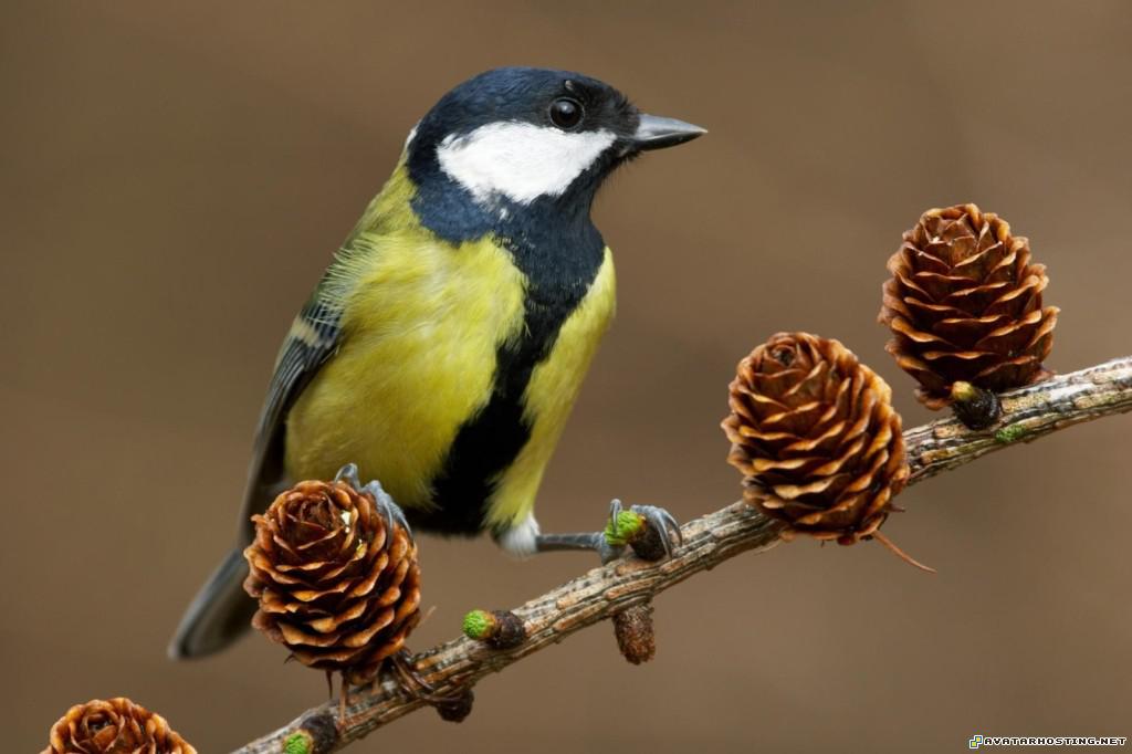 blue tit cumbria england bluetitcumbriaengland