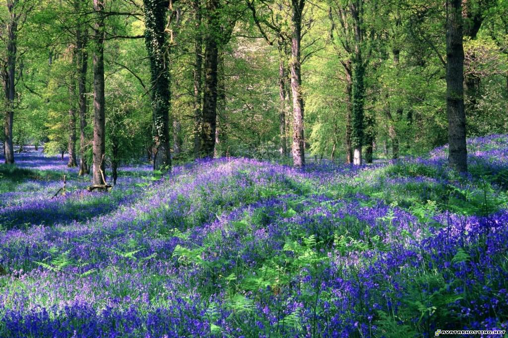 bluebells the royal forest of dean gloucestershire england bluebellstheroyalforestofdeangloucestershireengland
