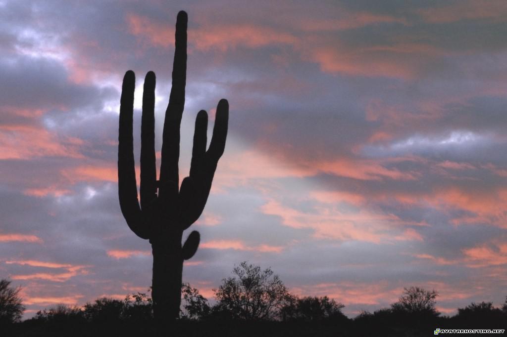 giant saguaro cactus arizona giantsaguarocactusarizona