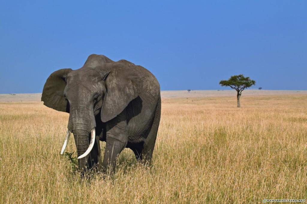 grazing african elephant masai mara kenya grazingafricanelephantmasaimarakenya