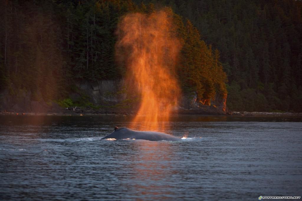humpback whales bubble feeding at sunset chatham strait alaska humpbackwhalesbubblefeedingatsunsetchathamstraitalaska
