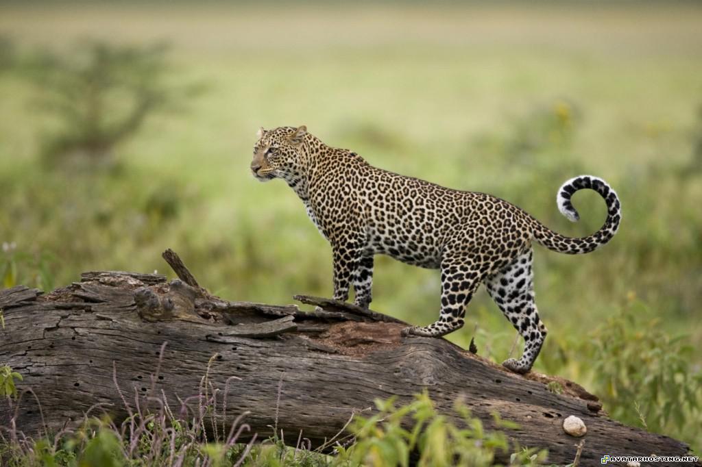 leopard lake nakuru great rift valley kenya leopardlakenakurugreatriftvalleykenya