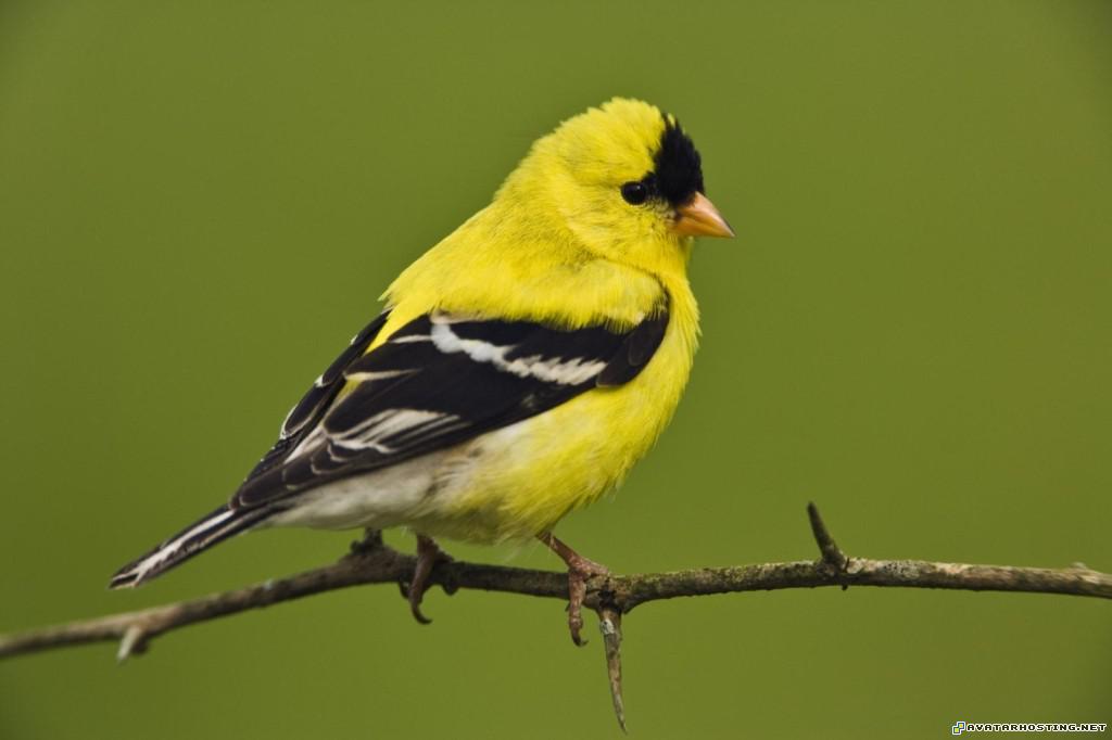 male american goldfinch maleamericangoldfinch