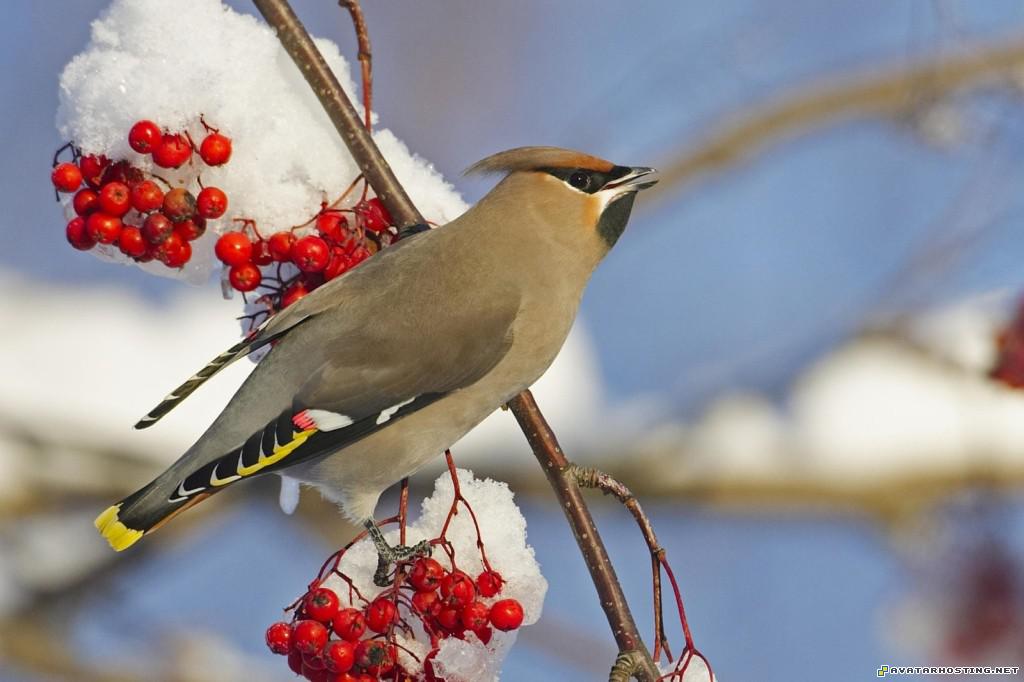 male bohemian waxwing liminka finland malebohemianwaxwingliminkafinland