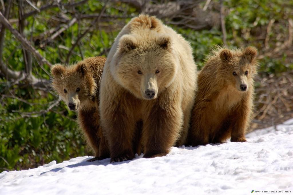 mother and cubs valley of the geysers kronotsky zapovednik russia motherandcubsvalleyofthegeyserskronotskyzapovednikrussia