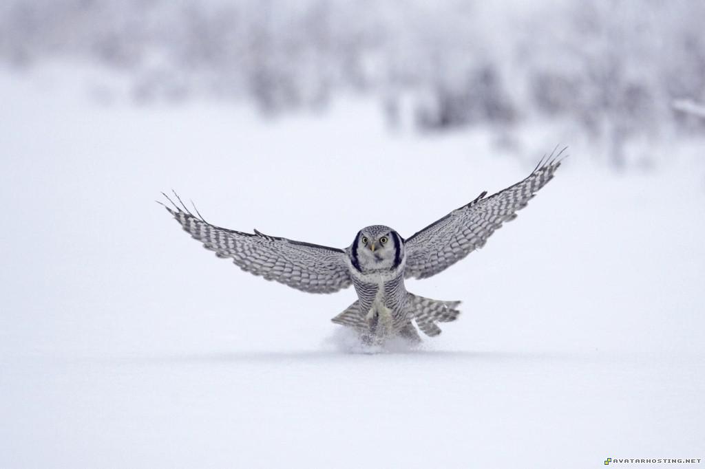 northern hawk owl finland northernhawkowlfinland