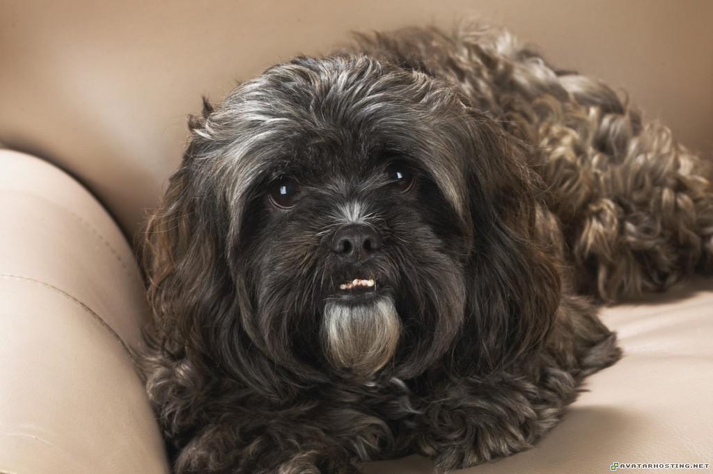 portrait of a shih tzu portraitofashihtzu