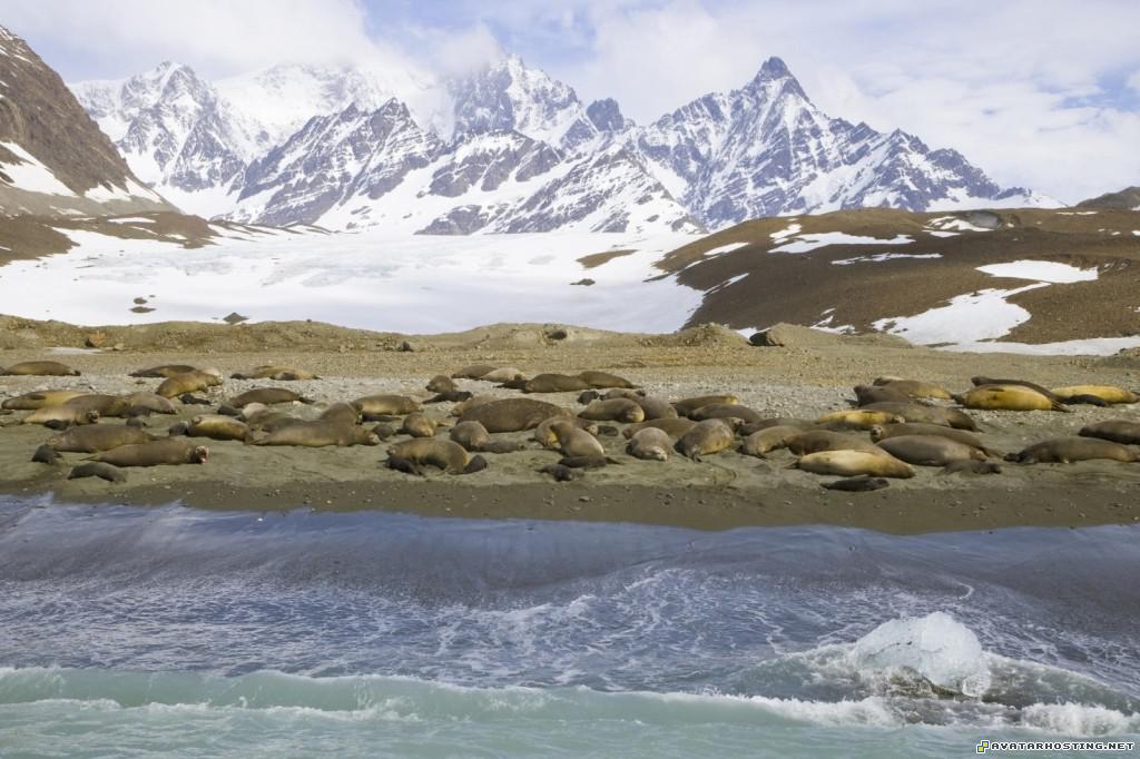southern elephant seals allardyve range south georgia island southernelephantsealsallardyverangesouthgeorgiaisland