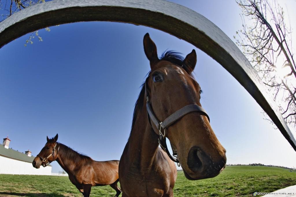 thoroughbred fisheye portrait calumet horse farm lexington kentucky thoroughbredfisheyeportraitcalumethorsefarmlexingtonkentucky