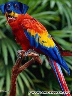 sharing photo anderson prints nickelodeon avatar shirts MySofT91