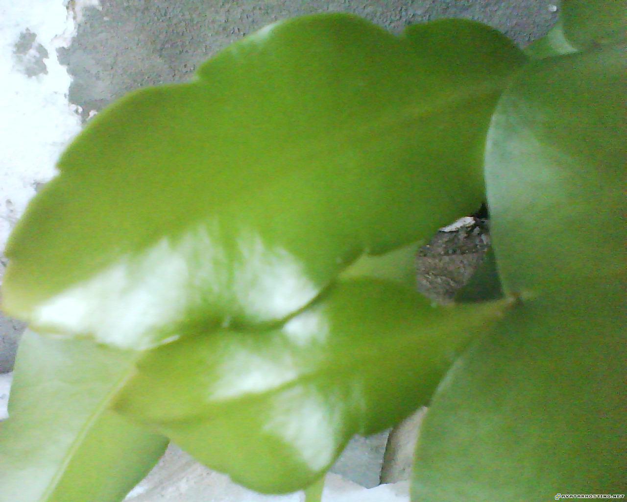 still life paintings watercolor artists avatar 315 DSC00060