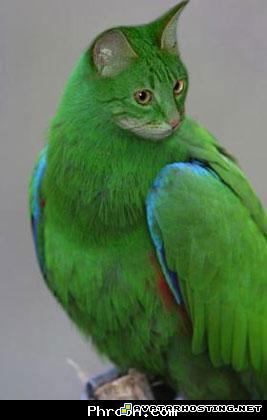 cheap image hosting avatar messenger avatar nation MySofT1