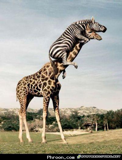 animals pests extinct arthropods still life paintings MySofT3