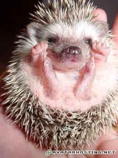 avatar chipper avators mollusks species MySofT40