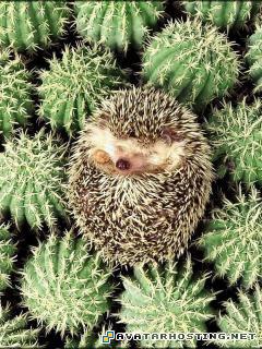 easy image storage image sharing bugs species MySofT58