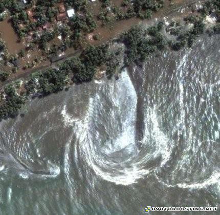 portrait artist insects temperate affordable art MySofT1