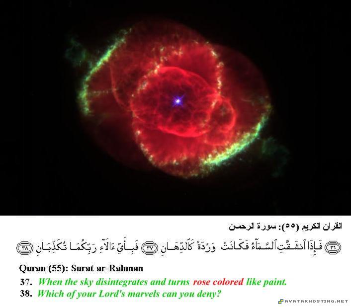 image hosting insects temperate avatar image MySofT6