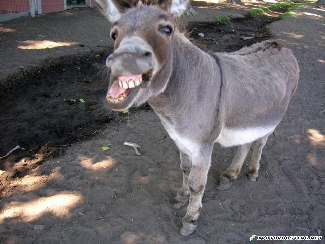 80 x 80 avatar ladybugs extinct flicker photo share donkey20oatie20image