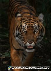 80 x 80 images hosting avatar software tigerk