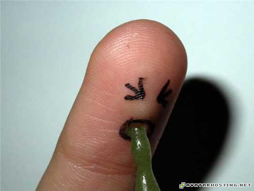 endangered insects message board avatar ladybugs habitats 291022134602