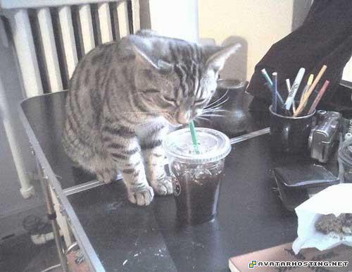 free image shack 3d avatar avatar 2 dc shoes 83701