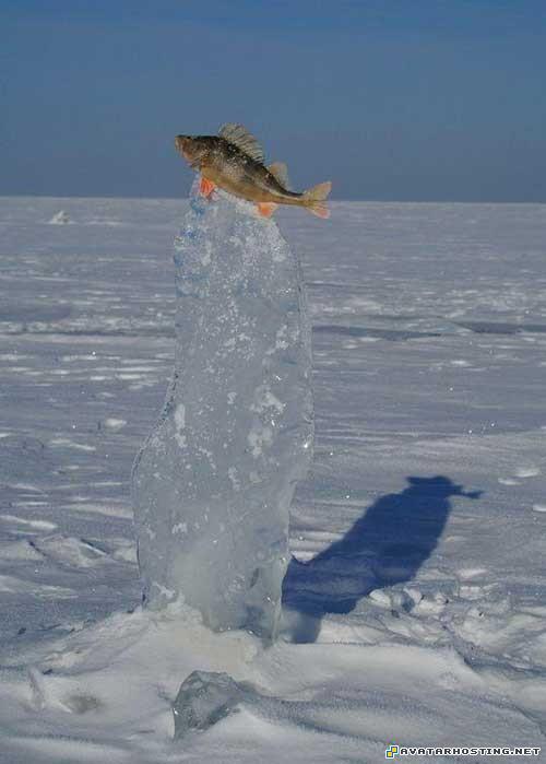 electronic photo album 80x80 avatar where to watch avatar 83700