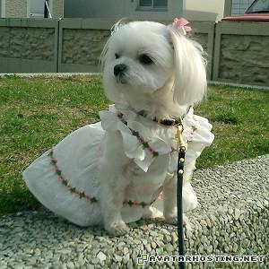 simpsons movie avatar free avatars animation 4041